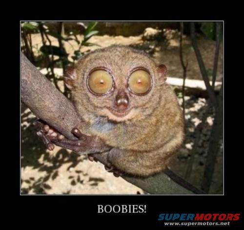 boobies.jpg Boobies!