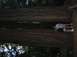 2002 Ford Taurus - Two people stand between massive redwood trees, dwarfed by their immense size.