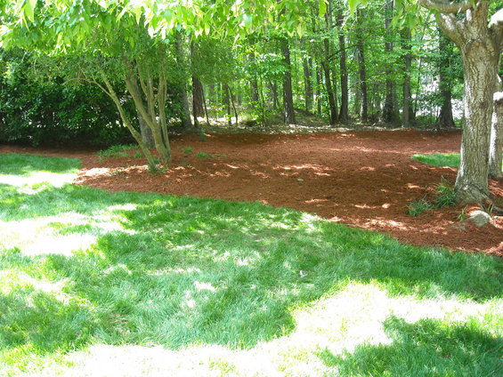 Landscaped yard with grass, trees, and mulch