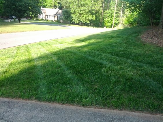 Newly mowed lawn with tire tracks, next to a paved road and residential house