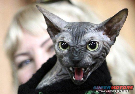 Sphynx cat with open mouth and sharp teeth, person with blonde hair behind it