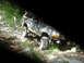 1992 Ford Bronco - This 1992 Ford Bronco is navigating a rocky off-road path.