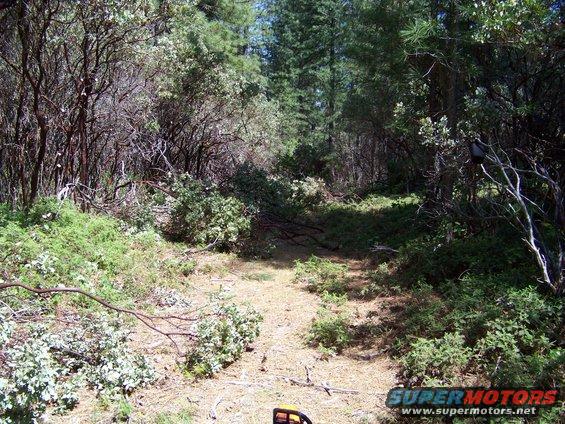 Dirt path through dense woods with fallen branches and green foliage
