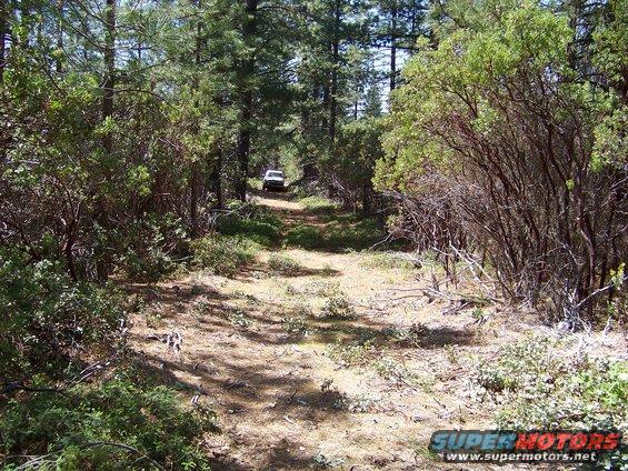 White SUV driving on a dirt path through a wooded area