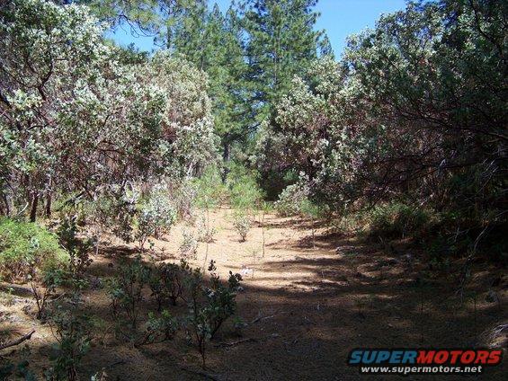 Dirt path through trees and brush under a clear blue sky