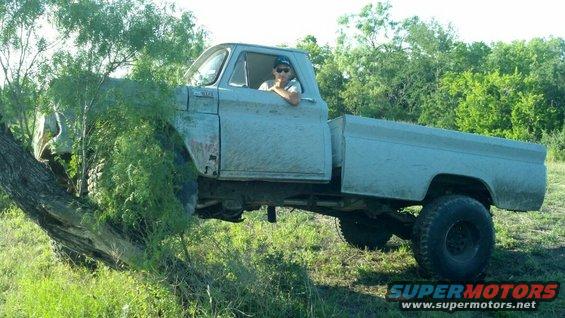 guy in old pickup truck with front end stuck in a tree