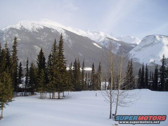 Snowy mountain landscape with pine trees and a bare birch tree in the foreground