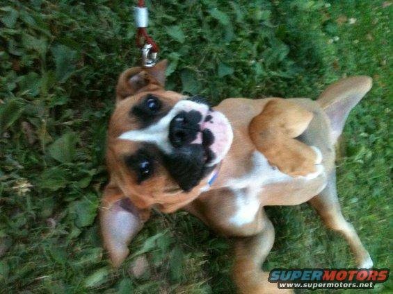 Boxer puppy lying on grass, looking up