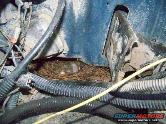 Bird's nest with eggs tucked into engine bay wiring harness