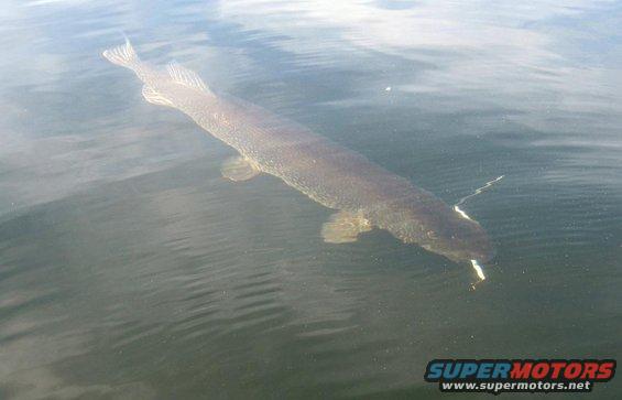 long fish swimming in murky water with a lure near its mouth