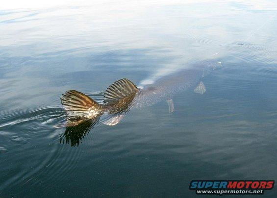 Fish tail and body visible underwater, with Supermotors logo in corner