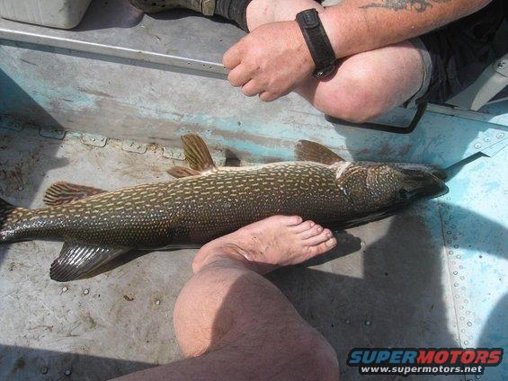 Large fish lying on a boat floor with a person's foot resting on it