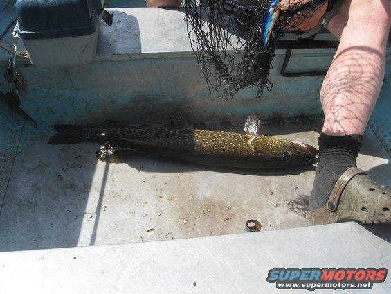 Fish on a boat floor with a net and fishing lure nearby. Person's leg and foot visible