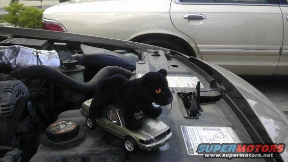 Toy panther on toy car in engine bay of a car, with another car in the background