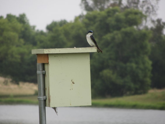 Bird on a light green birdhouse near water