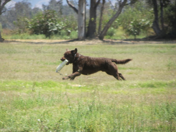 Brown dog running across a grassy field with a white object in its mouth