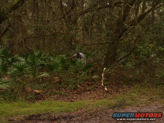 Person in woods with palm fronds and trees