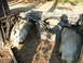 1988 Ford Bronco - The front clip of a vehicle has been removed, exposing the radiator and associated components.