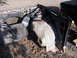1988 Ford Bronco - The front clip of a 1988 Ford Bronco has been removed, exposing the radiator and inner fender assembly.