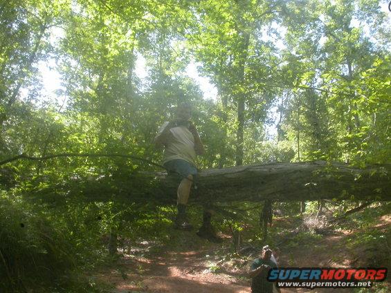 Person sits on a large fallen tree across a dirt path in a wooded area