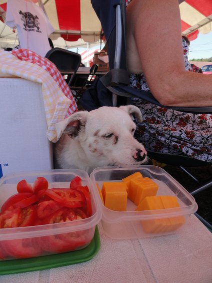 Dog resting near containers of sliced tomatoes and cheese cubes under a striped awning
