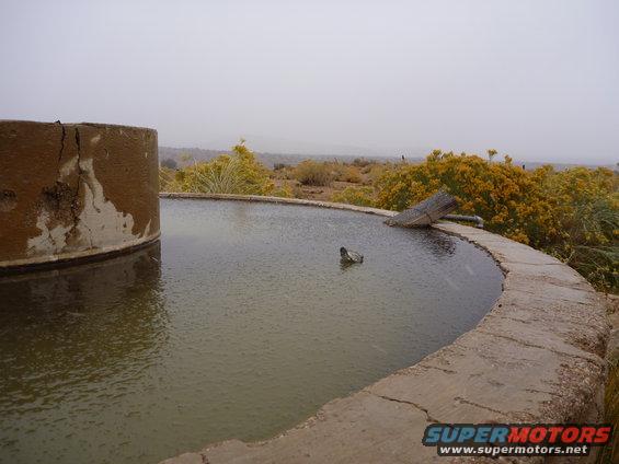 Desert water tank with a bird swimming in it, surrounded by dry brush and hills under a cloudy sky