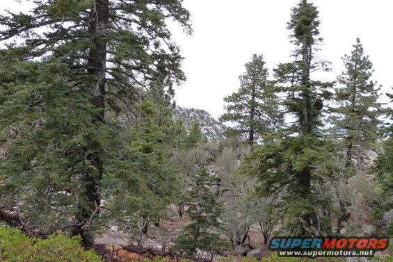 Wooded mountain landscape with a "SUPERMOTORS" watermark