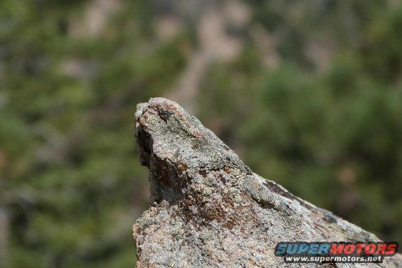 Close-up of a lichen-covered rock in front of blurred green foliage