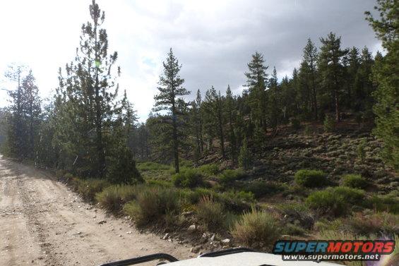 Part of a white off-road vehicle interior with a dirt road and pine forest landscape