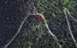 1995 Ford Bronco - An aerial perspective shows a forest road, with a red arrow highlighting a specific turn.