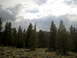 1996 Ford Bronco - A landscape photograph captures a dense forest of pine trees under a dramatic, cloudy sky.