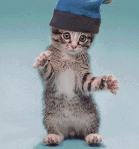 Kitten wearing a blue knit hat, standing on hind legs