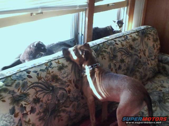 3pets.jpg 