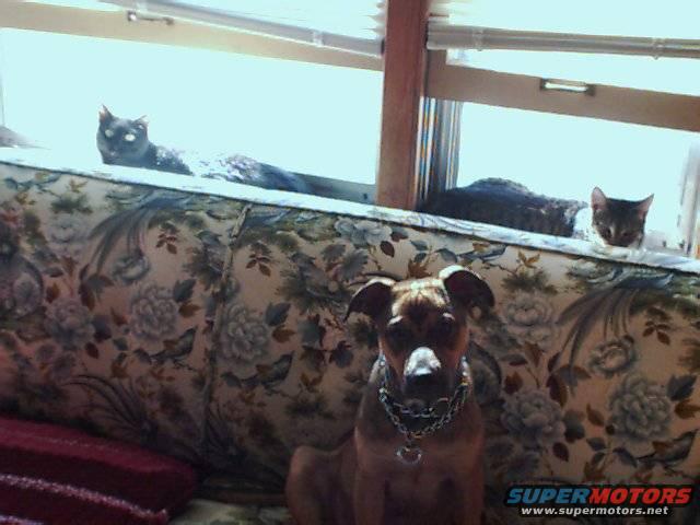3pets2.jpg 