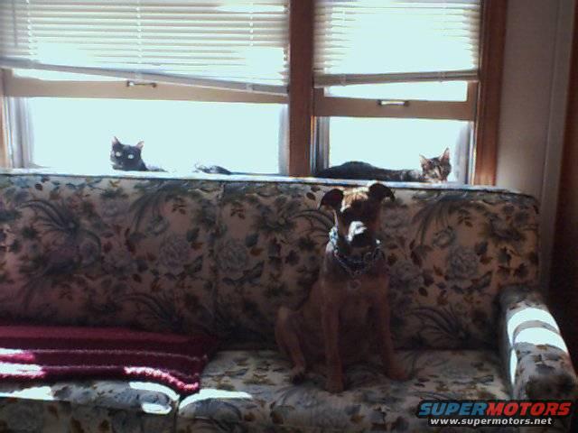 3pets3.jpg 