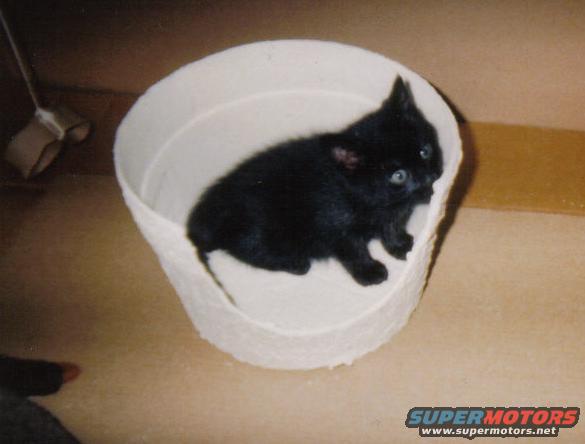 Black kitten with blue eyes sitting in a white, round container. Supermotors.net logo in lower right