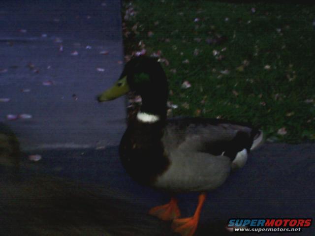 duck1.jpg 