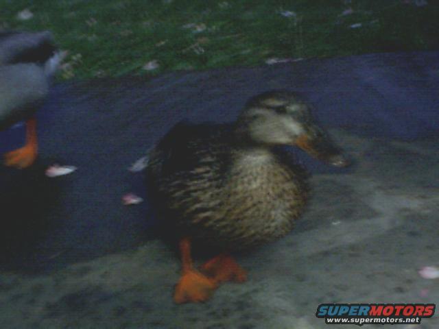 duck2.jpg 