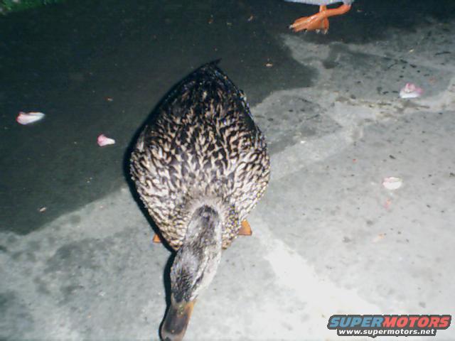 duck21.jpg 
