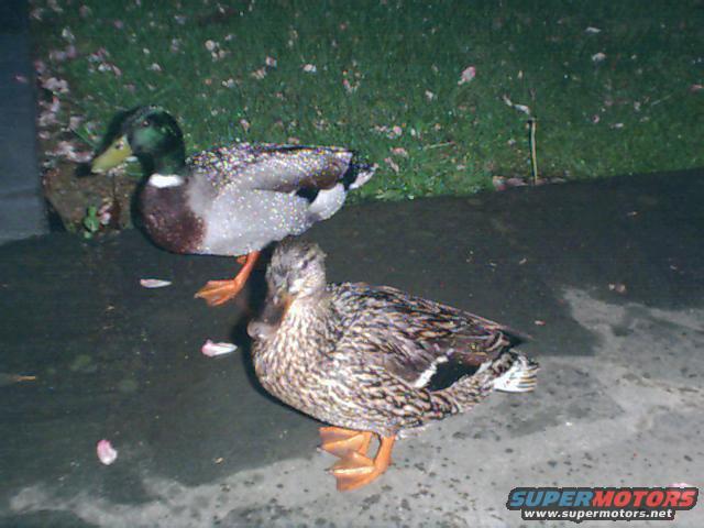 two ducks standing on wet pavement