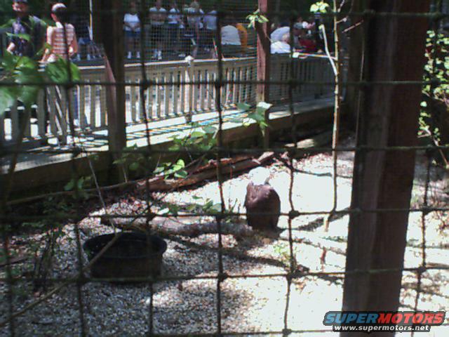 Bird in enclosure with spectators behind a fence