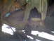 1979 Ford Bronco - The frame and suspension parts are severely corroded, showing significant rust damage.
