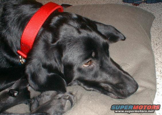 java001.jpg Java - 8mos