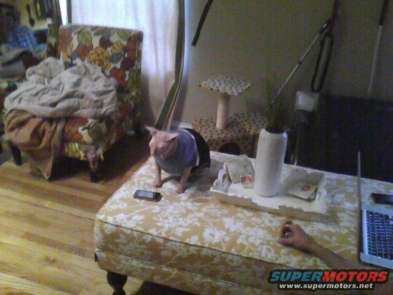 Cat wearing a blue sweater sits on a patterned ottoman next to a smartphone