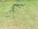 1966 Ford Ranchero - A complex automotive wiring harness is spread out on a grassy surface.