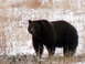 1995 Ford F-250 - A large grizzly bear stands in a snowy, grassy field.