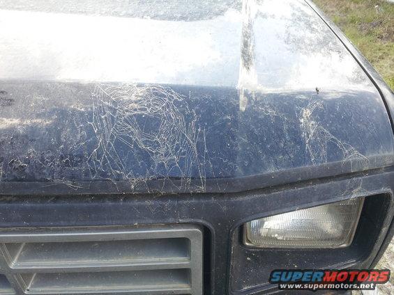 Dark blue SUV hood covered in cobwebs and dust, showing a portion of the grille and headlight