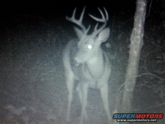 deer with large antlers standing in woods at night