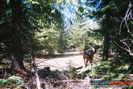 scouting-2.jpg And this was the best buck we got on the camera.