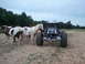1967 Ford Mustang - An off-road buggy is parked near a group of horses in a rural setting.
